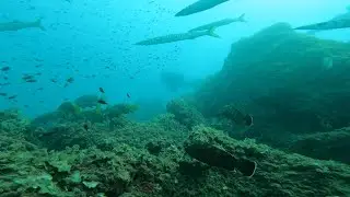 Scuba diving on Bergeggi island