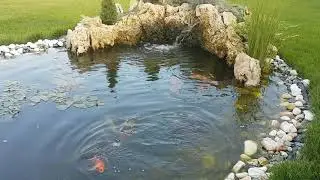 Koi saran