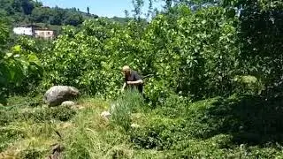 RİZE'DE DOĞAL MEYVE ORTAMI 🌳🌿