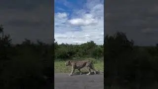 Driving alongside a BEAST of a leopard! An incredible last-minute surprise #wildlife #trending #fyp
