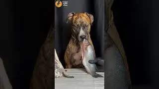 pitbull ASMR eating raw fish !!