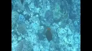 Orangestreifen Dr&uuml;ckerfisch