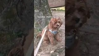 #sunday #cavapoodog #momlife #lovestory #autumnsong