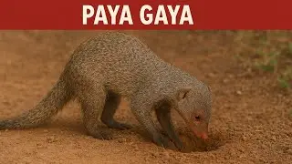 Nevala Mongoose gharpe aya hai #nevla 