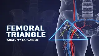 FEMORAL TRIANGLE | LOWER LIMB