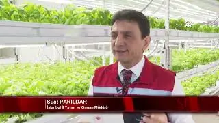 Dikey tarımda yüksek verimle üretim devam ediyor