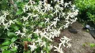 Flower Garden Video-144 💐💐🌼| Sweet Autuman Clematis flower  ভিডিও