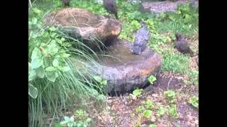 BirdFountain