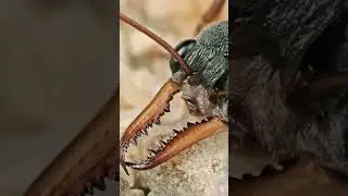 Bull Ants