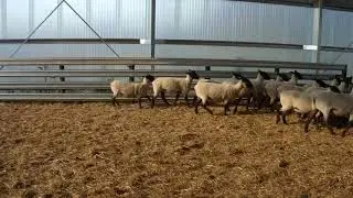 2017 Suffolk Sale Ewes