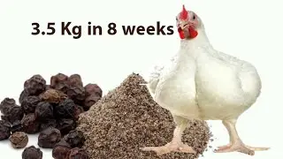 How to Make your Chicken Grow Bigger and Faster
