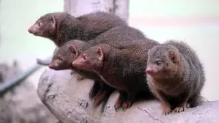 The Dwarf Mongoose
