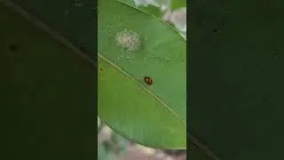 Ladybug Under the Leaf | Incredible Nature #Shorts