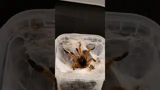 Very defensive obt (orange bitey thing)