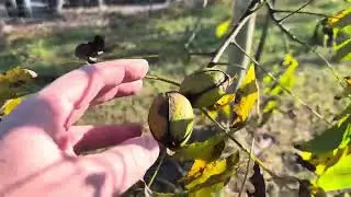 Kanza vs Pawnee pecan maturity October 31