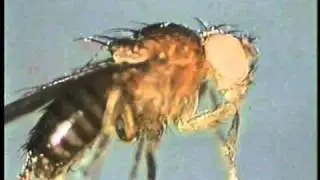 Drosophila genetic mapping