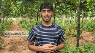 Training and Pruning in grapes