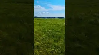 PELTO. FIELD. ПОЛЕ.