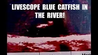 Как я использую #LIVESCOPE для ловли #синегосома в #реке!