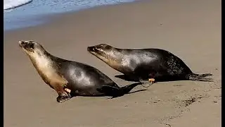 Explore CWC's Marine Mammal Rehabilitation Center