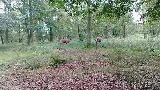 Rothirsche beim Kampf