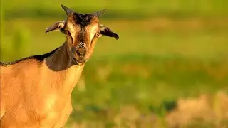 Goats are released wild in fresh pastures in abandoned rice fields