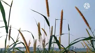 Setaria pumila| Pigeongrass| Yellowbristlegrass| Yellow foxtail |Cattail grass| Yellow bristlegrass|