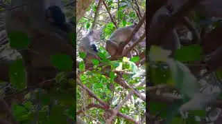 Mommy Macaque Daily Life.