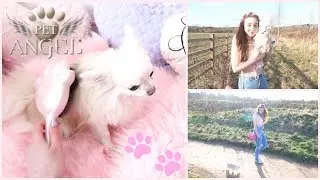 Tangle Angel & Pet Angel Brushes | Zoey Glitter