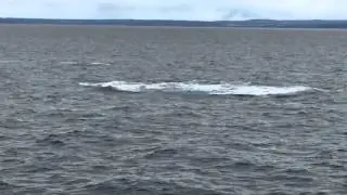 Whale Breach! Geographe Bay