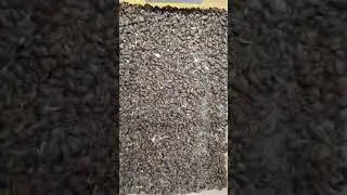Sorting dubia rosches