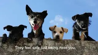 Dogs vs Cats: Same House, Totally Different Minds 🐶🐱