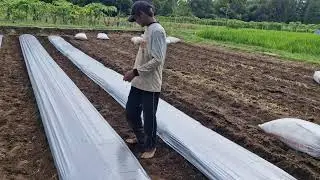 SMART FARMING HACK: LOCK PLASTIC MULCH TO THE MOUNDS WITH BAMBOO SLABS! - Agriculture Farming