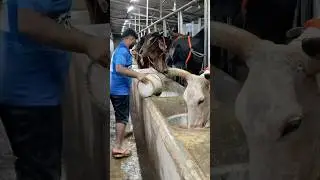 Cows were given a nutritious breakfast of grain-based feed. #feed #breakfast #shorts #reels