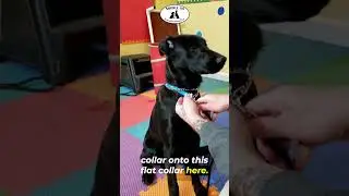 Using 2 collars for safety. Keep your dog from slipping out of their collar.