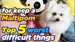 TOP 5 WORST difficult things for keeping a Maltipom!　माल्टीज़ और पोमेरेनियन