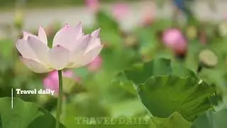 Most Beautiful Nature View 4k View A Beautiful Lotus flower.