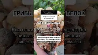 Чем все-таки полезны грибы? ⬇️