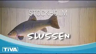 Fiskr&auml;knare i Slussen, Stockholm