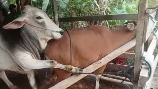 Lovely cow mating moment video #animals #virals #cow #first #love 