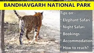 Bandhavgarh National Park | How to book safari & reach Bandhavgarh