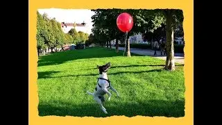 Leopoldstadt in Wien
