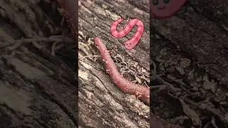 Locomotion in Earthworm: Earthworm Elegance #shorts #locomotion #earthworm