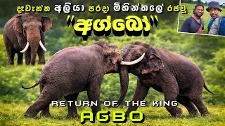 දැවැන්ත අලියා පරදා මිහින්තලේ රජවූ 