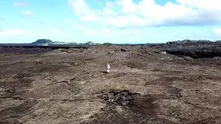 Planting Ohia Tree on Kilauea Volcano lava covered Lot Leilani Estates Hawaii.