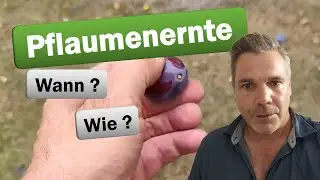 Pflaumenernte - Der perfekte Zeitpunkt zm Ernten der Zwetschgen ! - Wie wird es gemacht ?