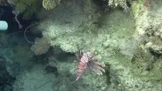Lionfish preying upon undescribed species,  full length