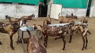 Seowa agro and got farming me aapka स्वागत है 9649399498