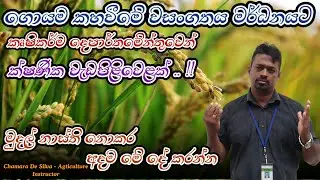 කහ ගොයමට හරිම විසදුම  | මුදල් නාස්ති නොකර අදම මේ දේ කරන්න