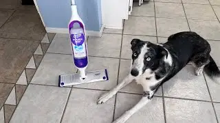 Swiffer PowerMop Review - Good & Safe for Homes with Dogs, Cats, Pets?